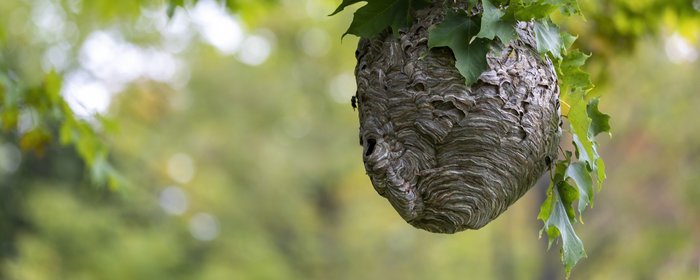 53b055b8-d40c-4a1d-82dc-b594780bd3db